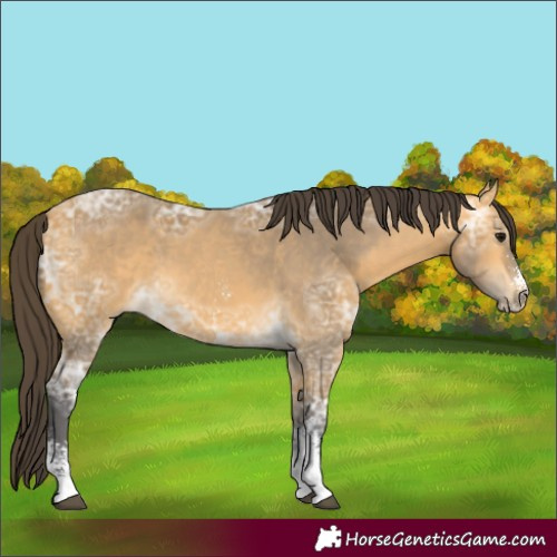 Horse Color:Buckskin Ice Sabino 