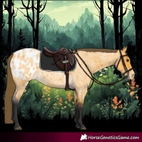 Horse Color:Buckskin Roan Appaloosa 