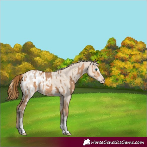 Horse Color:Gray Perlino Sabino Appaloosa and Smoky Creme Appaloosa