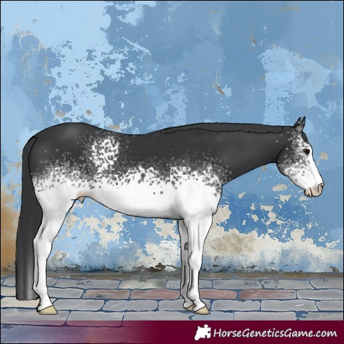 Horse Color:White Spotted Black
