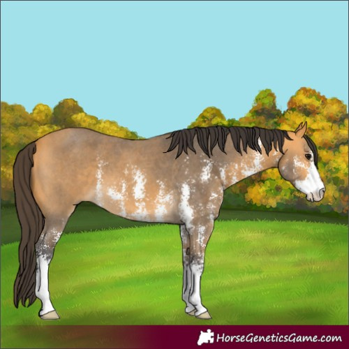 Horse Color:Buckskin Sabino 