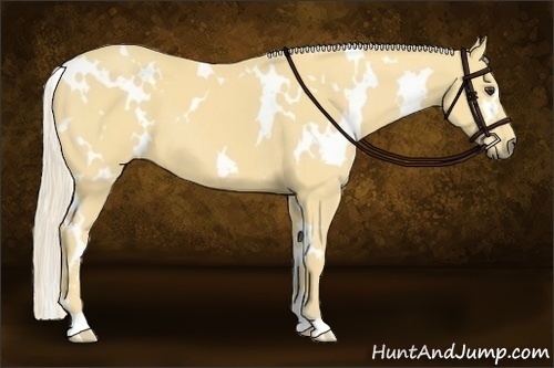Horse Color:White Spotted Palomino