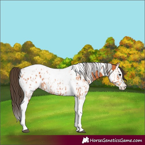 Horse Color:Bay Splash Tobiano Appaloosa Rabicano  and Bay Splash Tobiano Appaloosa Rabicano 