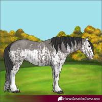 Horse Color:Grullo Sabino Splash  and Grullo Sabino Splash 