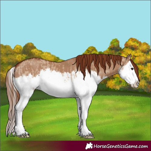 Horse Color:Red Dun Splash and Red Dun Splash