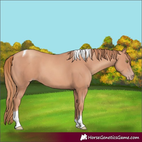 Horse Color:Gold Champagne Tobiano 