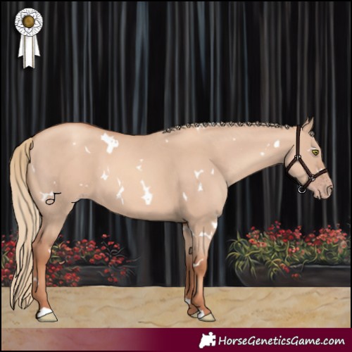 Horse Color:White Spotted Gold Champagne Dun 