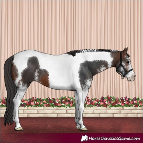 Horse Color:Brown Sabino Tobiano 