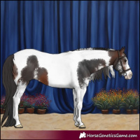 Horse Color:Brown Sabino Tobiano