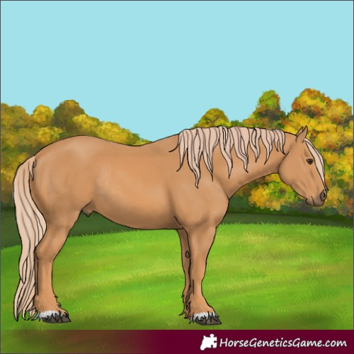 Horse Color:Chestnut Rabicano
