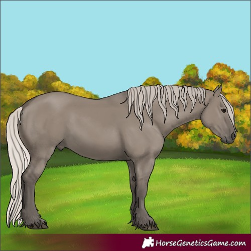 Horse Color:Silver Grullo