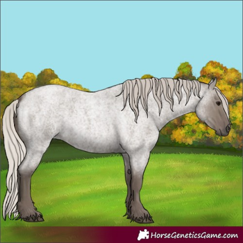Horse Color:Silver Grullo Roan 