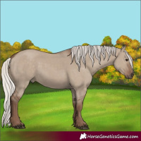 Horse Color:Silver Grullo 