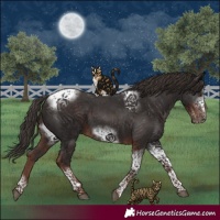 Horse Color:Liver Chestnut Tobiano Frame 