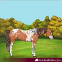 Horse Color:Bay Splash Tobiano Varnish and Bay Splash Tobiano Varnish