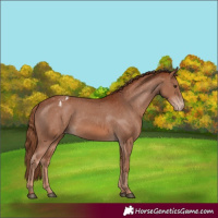 Horse Color:Chestnut Appaloosa 
