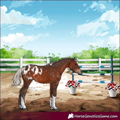 Horse Color:Silver Brown Tobiano Blanket 