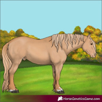 Horse Color:Chestnut Appaloosa 