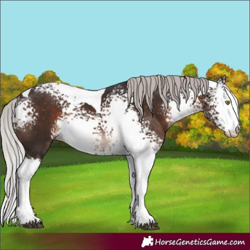 Horse Color:White Spotted Silver Brown Mushroom Tobiano Rabicano 