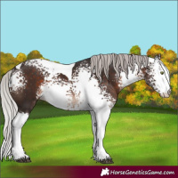Horse Color:White Spotted Silver Brown Mushroom Tobiano Rabicano