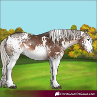 Horse Color:White Spotted Silver Brown Rabicano