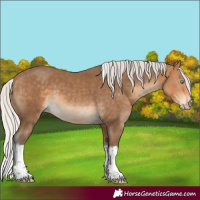 Horse Color:Gray White Spotted Silver Perlino Tobiano Rabicano