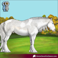Horse Color:Silver Buckskin Mushroom Splash Tobiano Appaloosa 