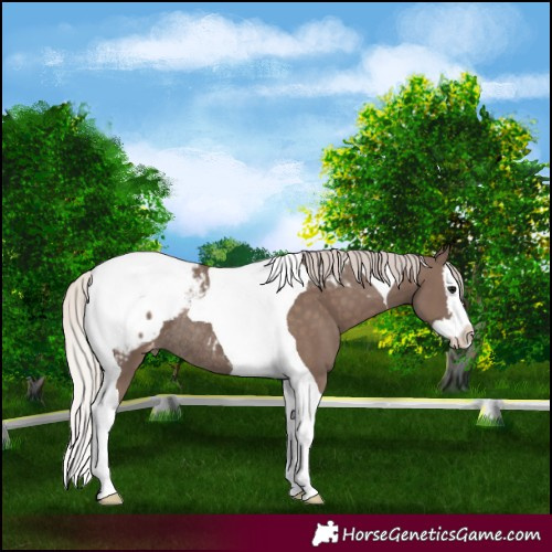 Horse Color:Silver Black Splash Tobiano Appaloosa Rabicano 