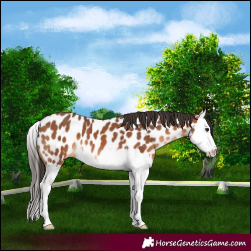 Horse Color:Bay Splash Appaloosa 