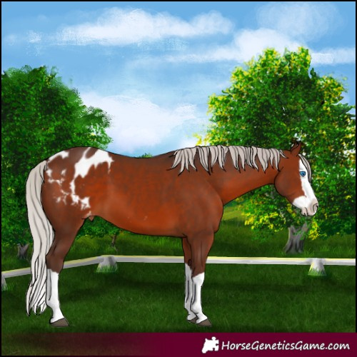 Horse Color:Silver Brown Splash Appaloosa 
