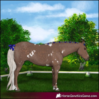 Horse Color:White Spotted Silver Black
