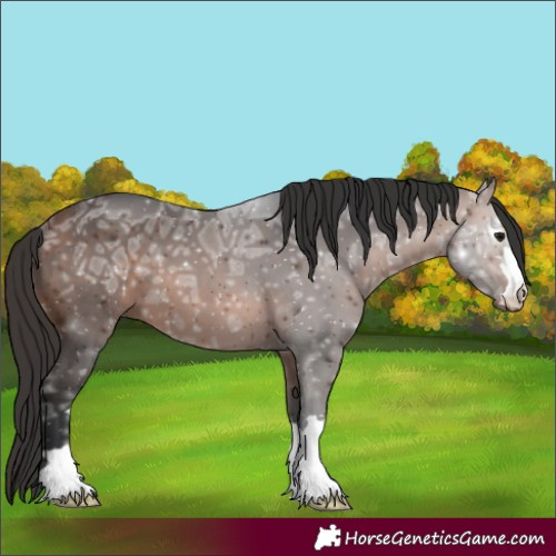 Horse Color:Unknown 