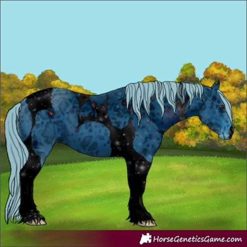 Horse Color:Unknown 