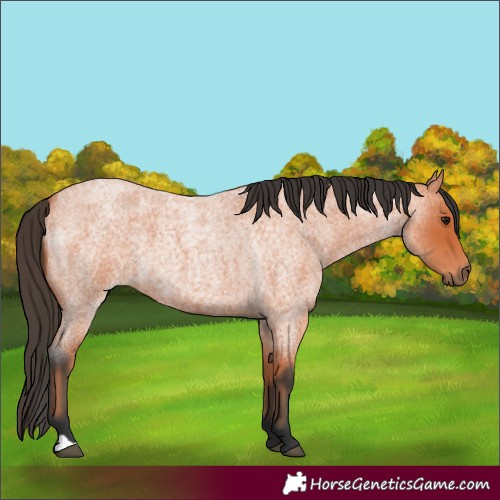 Horse Color:Bay Roan 