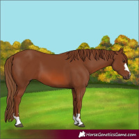 Horse Color:Chestnut 