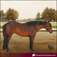 Horse Color:Brown 