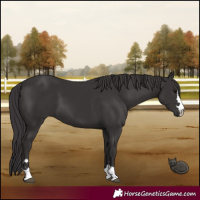 Horse Color:Smoky Black 