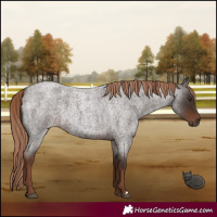 Horse Color:Liver Red Roan 