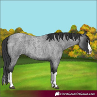 Horse Color:Blue Roan Splash 
