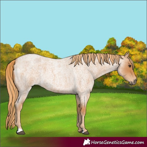Horse Color:Red Roan 
