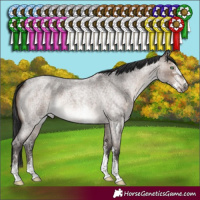 Horse Color:Brown Roan Dun Mushroom Sabino 