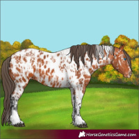 Horse Color:Bay Splash Tobiano Appaloosa  and Bay Tobiano Appaloosa 