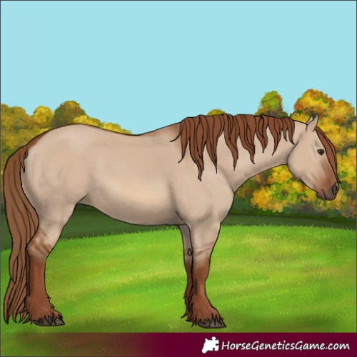 Horse Color:Red Dun