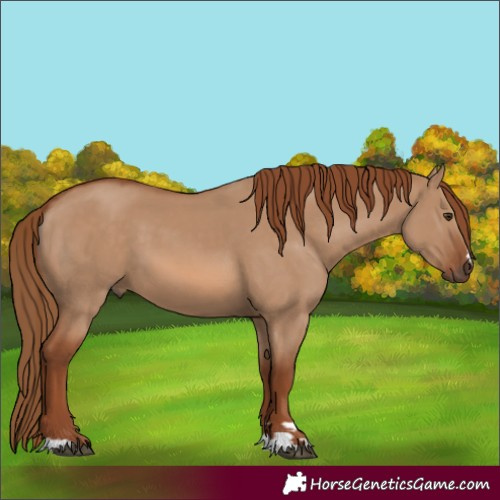 Horse Color:Red Dun 