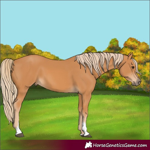 Horse Color:Chestnut Tobiano 