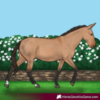 Horse Color:Bay Dun