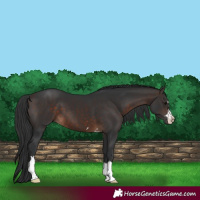 Horse Color:Brown 