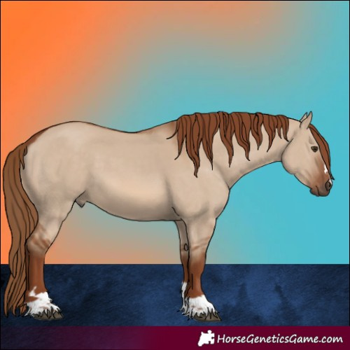 Horse Color:Red Dun 
