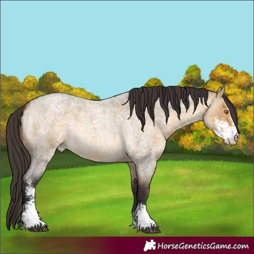 Horse Color:Buckskin Roan Dun Sabino 