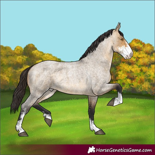 Horse Color:Buckskin Roan Dun Sabino 